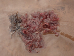 Chondrus crispus