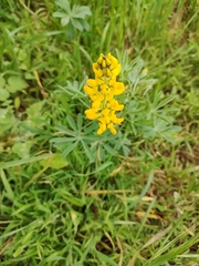 Lupinus luteus