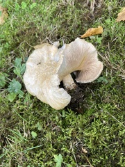 Lactarius torminosus