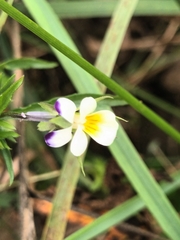 Viola tricolor