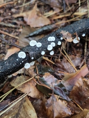 Clitopilus hobsonii