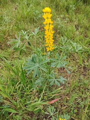 Lupinus luteus