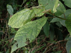 Ficus erecta beecheyana