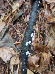 Clitopilus hobsonii