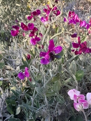 Lathyrus odoratus