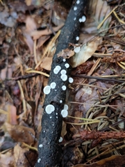 Clitopilus hobsonii