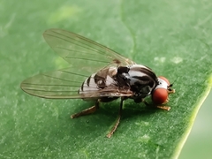 Platypezidae