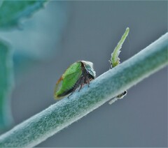 Stictocephala basalis