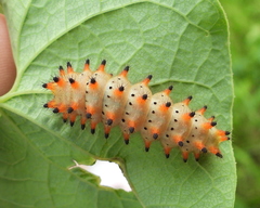 Zerynthia polyxena