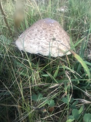 Macrolepiota mastoidea