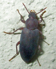Tenebrionidae