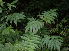 Sambucus javanica