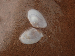 Ameritella agilis