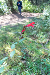 Salvia gesneriiflora