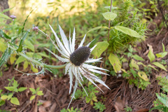 Eryngium proteiflorum