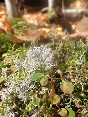 Cladonia rangiformis