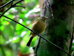 Mionectes oleagineus