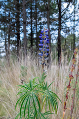 Lupinus montanus