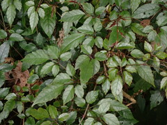 Causonis corniculata