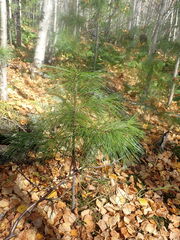 Pinus sibirica