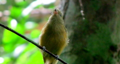 Mionectes oleagineus