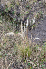 Bothriochloa barbinodis