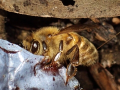 Apis mellifera