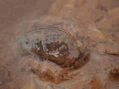 Ilyanassa trivittata