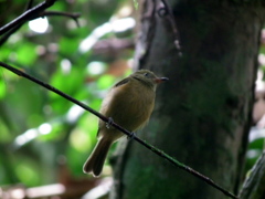 Mionectes oleagineus