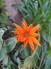 Asteraceae
