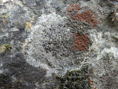Lecanora campestris