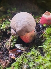 Rubroboletus satanas