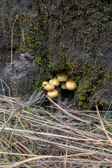 Pholiota terrestris