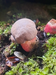 Rubroboletus satanas
