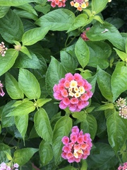 Lantana