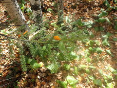Abies sibirica