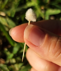 Austrocylindropuntia subulata