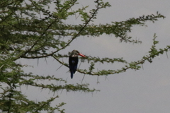 Halcyon leucocephala