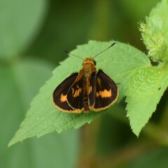 Oriens goloides