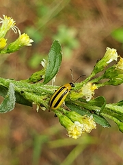 Acalymma vittatum