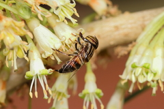 Eristalodes
