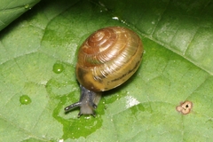 Ventridens ligera