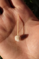 Austrocylindropuntia subulata