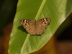 Junonia lemonias