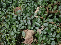 Causonis corniculata