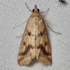Achyra bifidalis