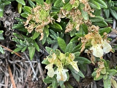 Teucrium montanum