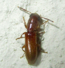 Cleridae