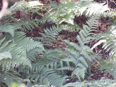 Dryopteris arguta