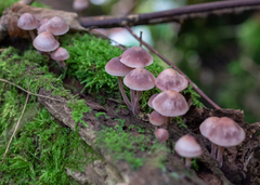 Mycena